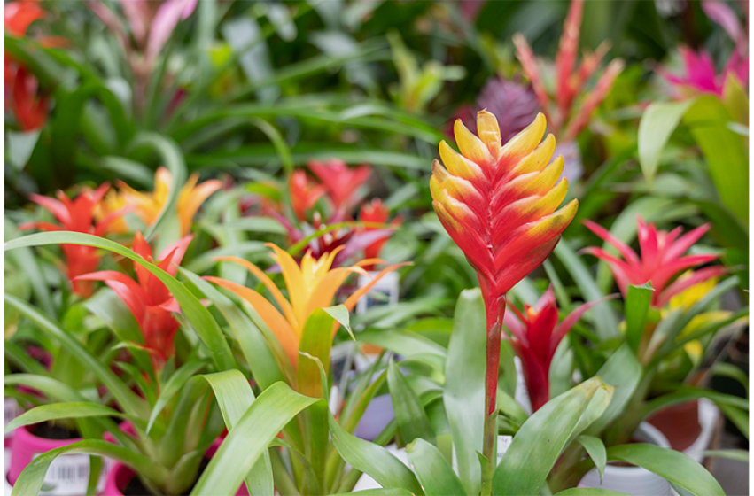 Tropical Plants, McDonald Garden Center 